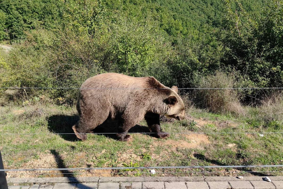 Bear Sanctuary Prishtina